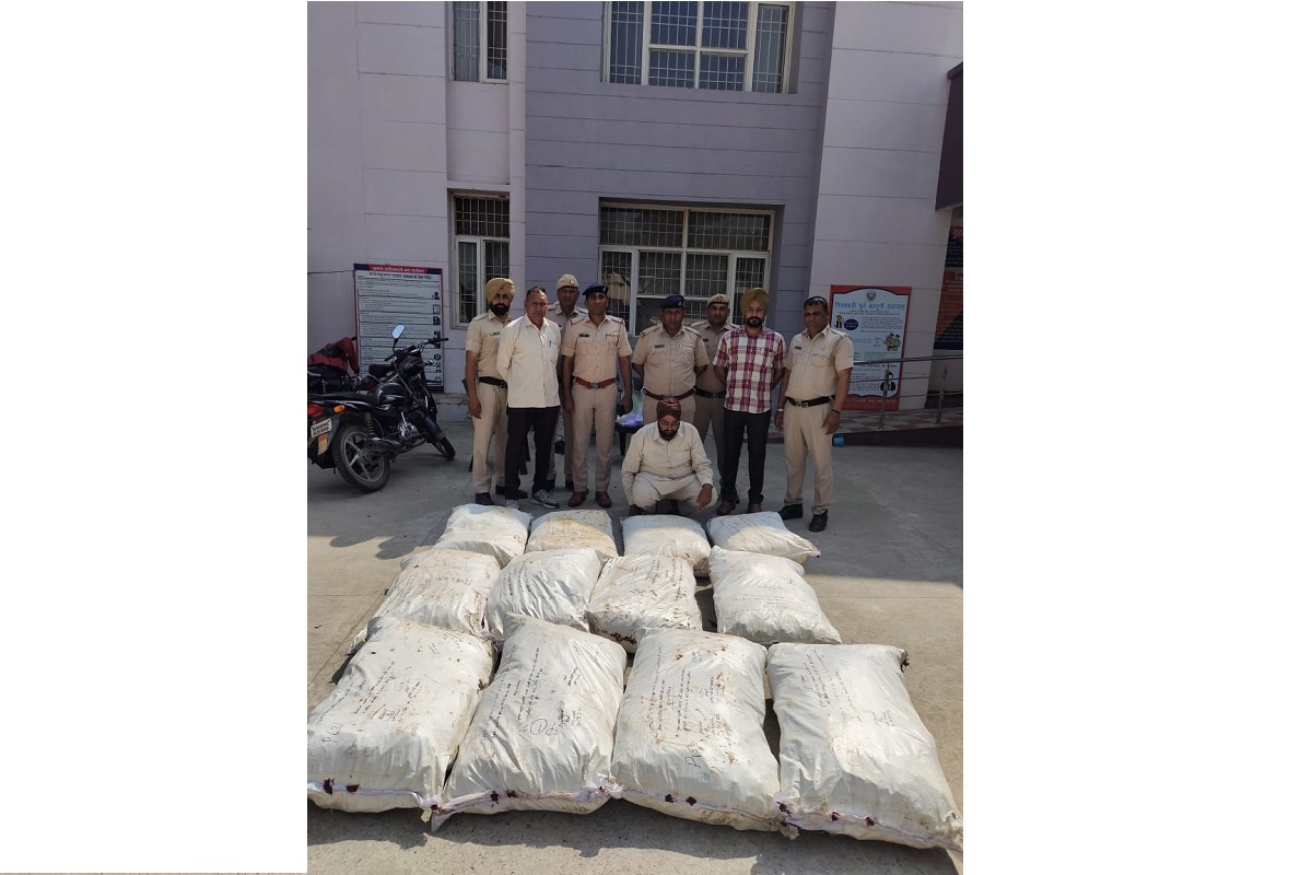 Haryana Police seizes 298 kg plants of doda post, one arrested