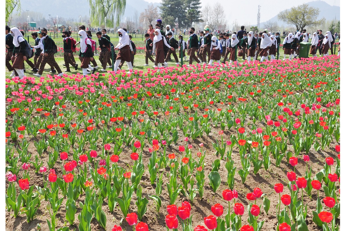 Srinagar’s tulip garden opened for visitors