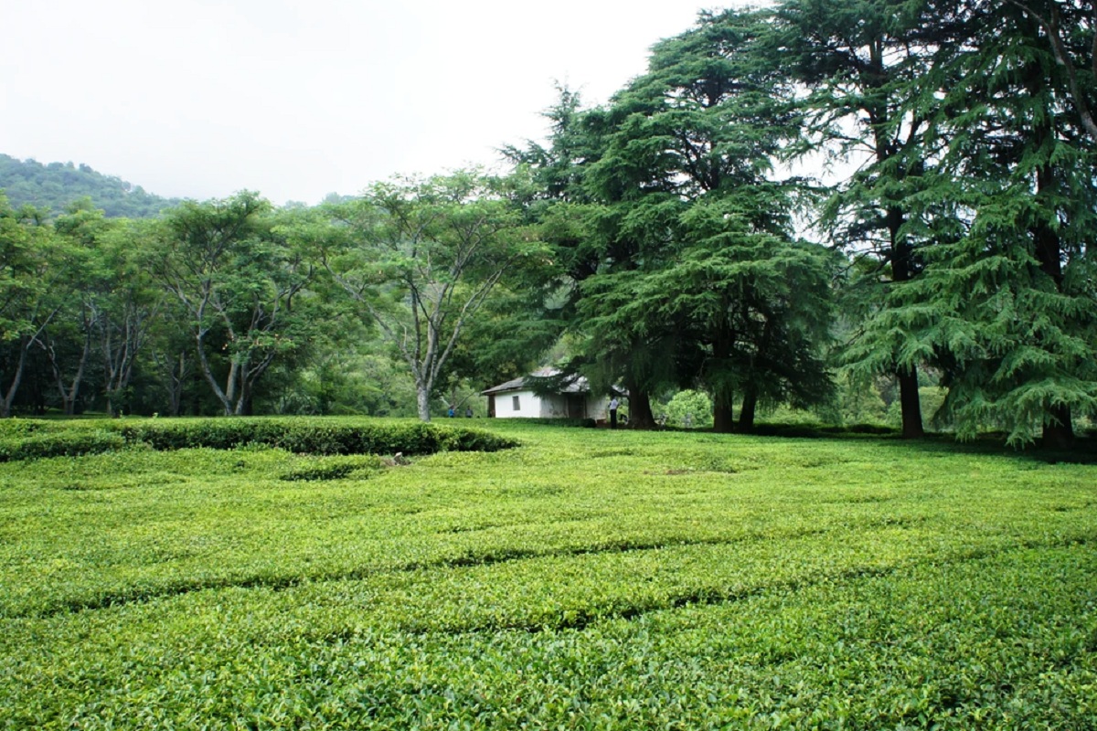 HP amends Land Ceiling Act to curb sale, change of land use of tea gardens