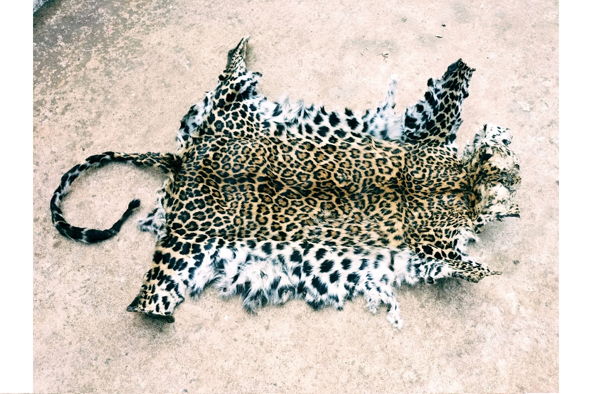 Odisha STF seizes leopard skin, arrests wildlife criminal