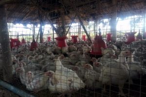 HK suspends import of poultry products from US over bird flu