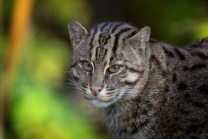 State animal gets official neglect as three fishing cats poisoned in Howrah