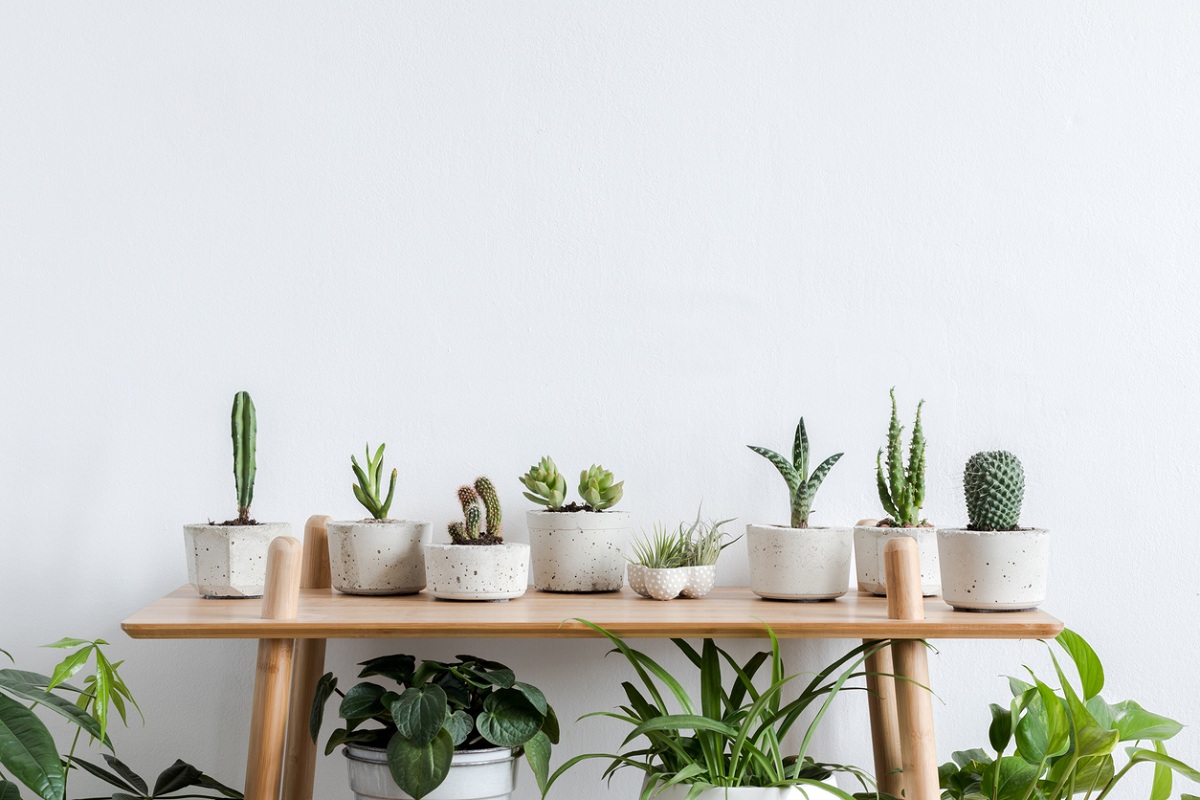 Five ways to accessorise your home with plants