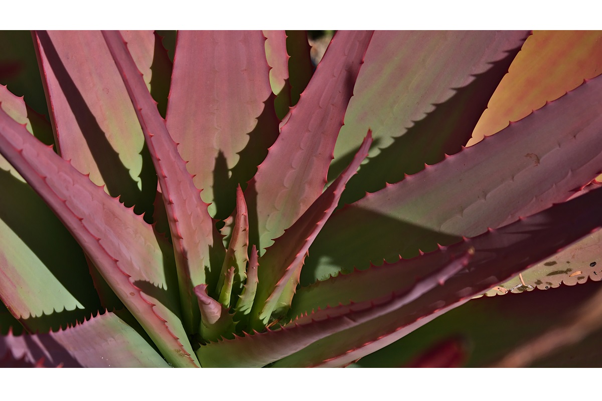 Red Aloe Vera: 22 times more powerful than green aloe