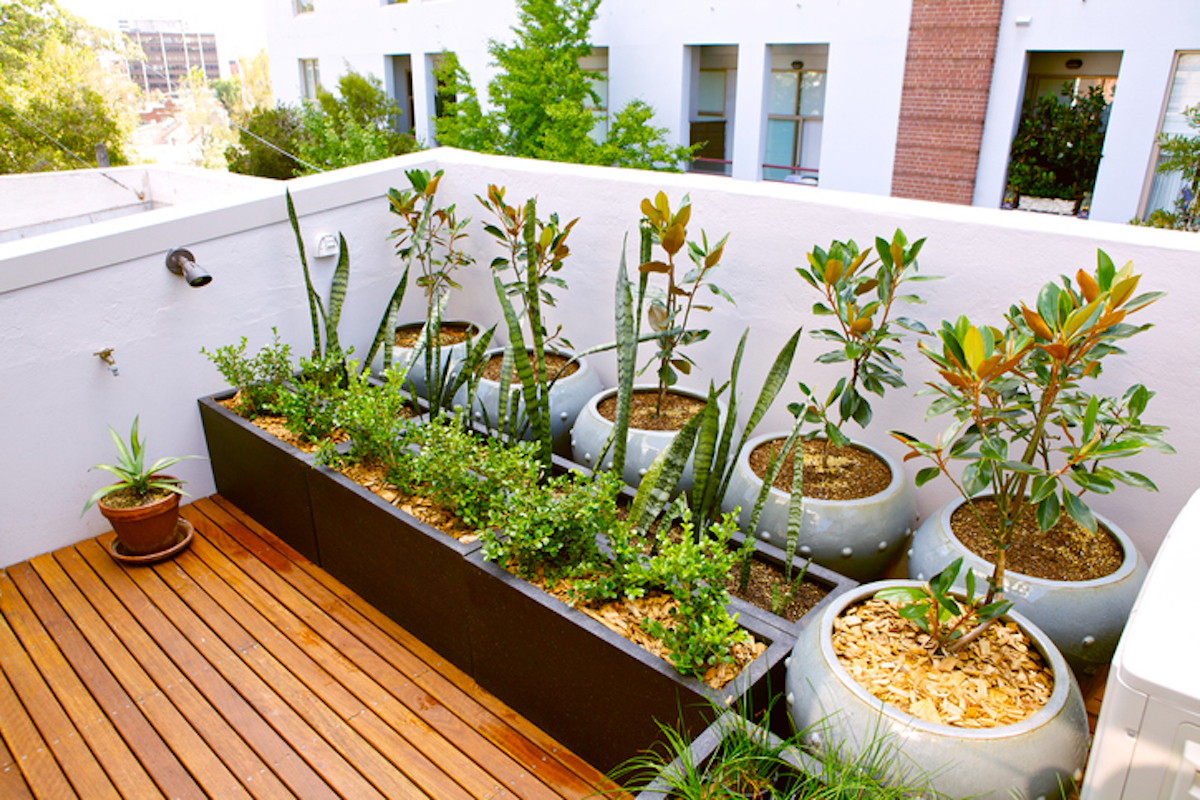 NASA suggests rooftop gardens, greenery to turn down heat in cities