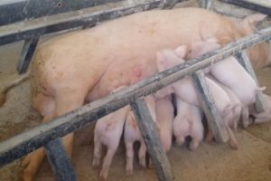Rajasthan govt issues circular against confining mother pigs