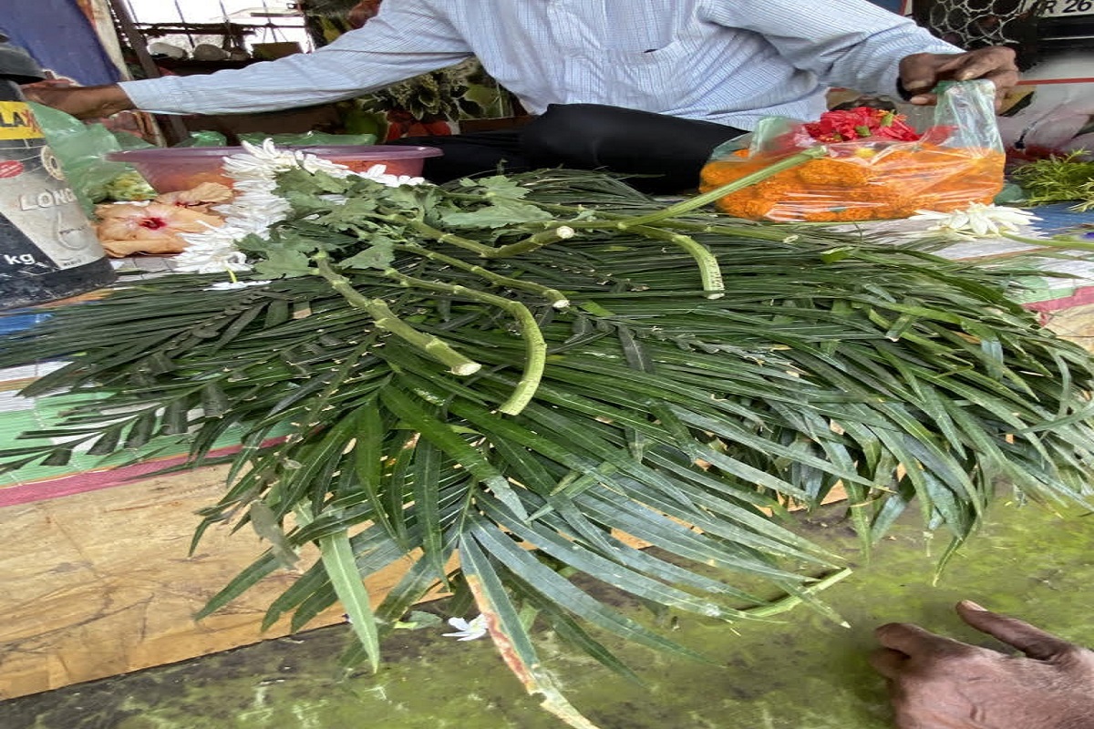 Endangered Cycas plants on the verge of extinction, thanks to illegal trade