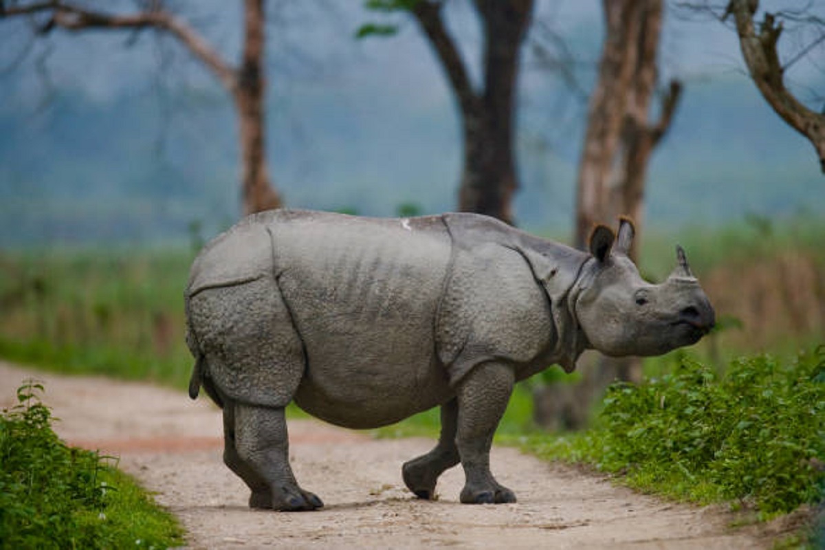 Kaziranga, rhinoceros, population