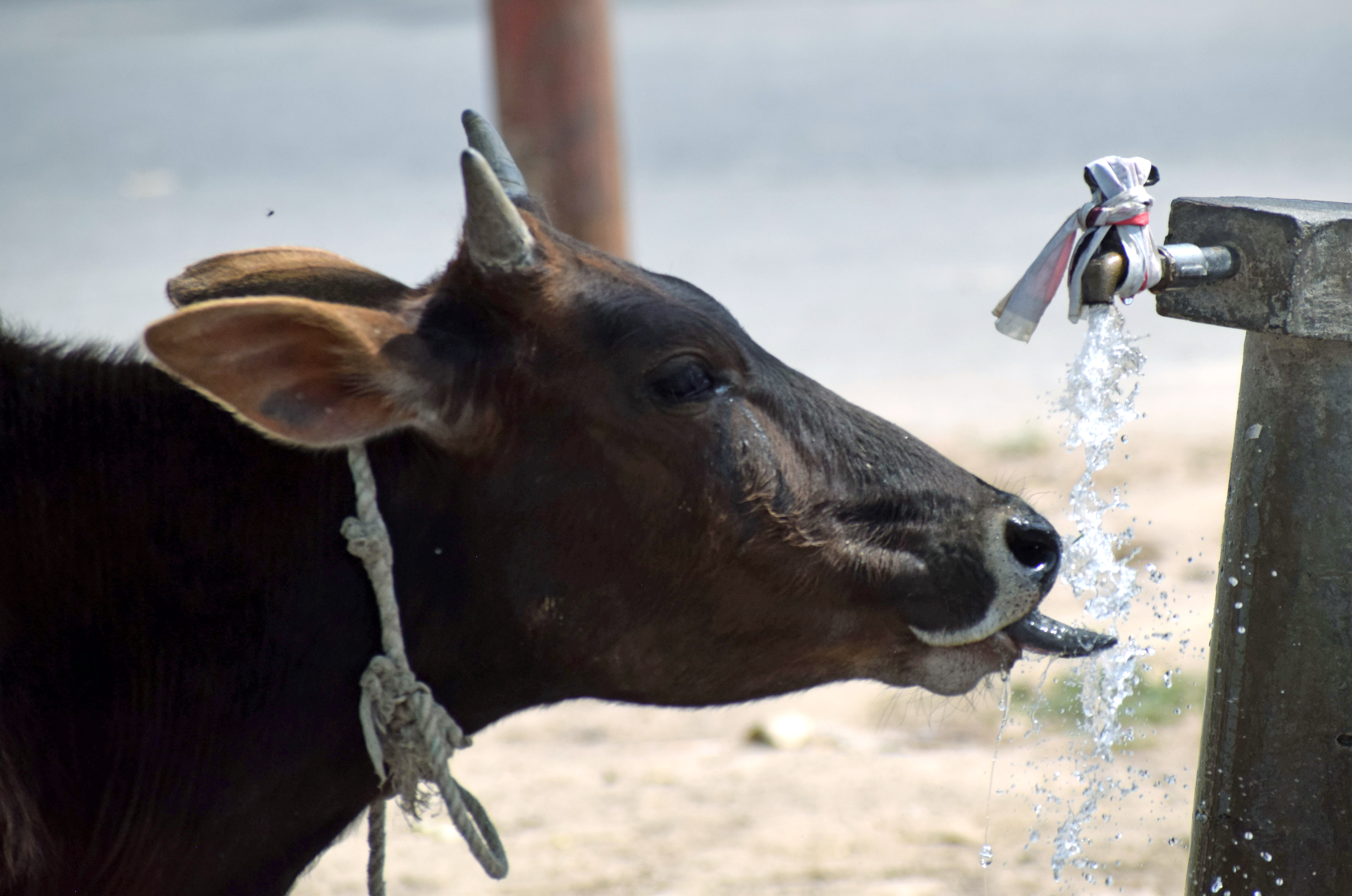 Dairy farming booms in Bandipora district of J&K