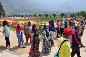 Srinagar’s tulip garden is attracting large number of tourists