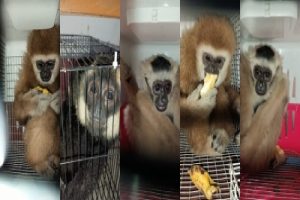 5 monkeys, wallaby rescued in Assam; one arrested