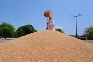 Egypt agreed to import wheat from India