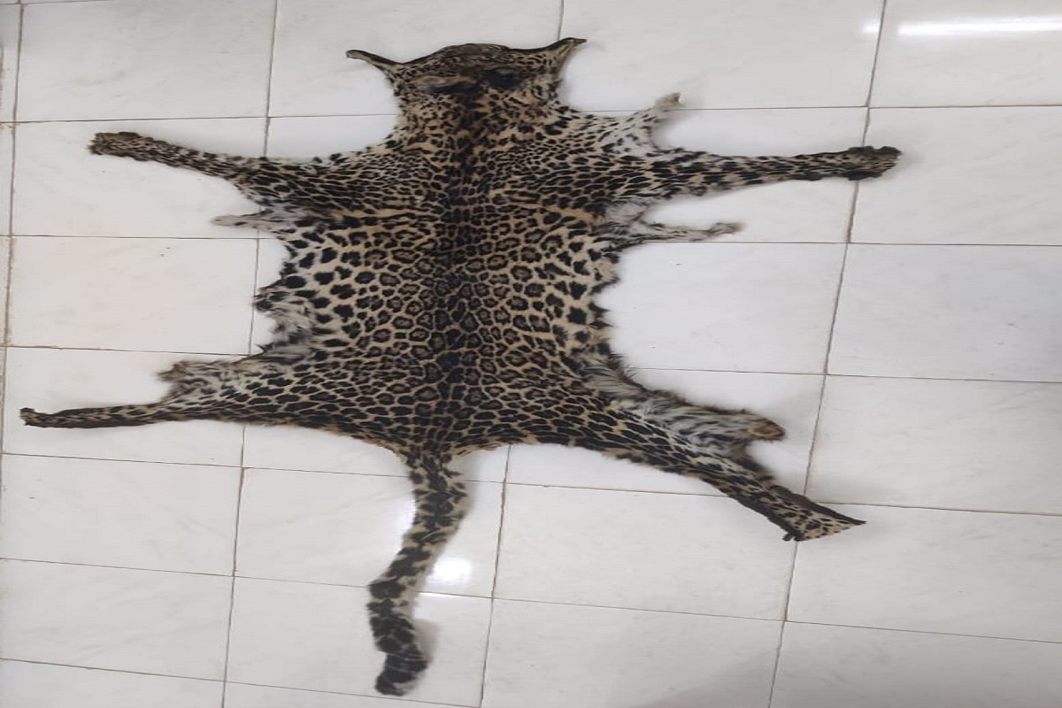Odisha STF seizes leopard skin, arrests wildlife criminal
