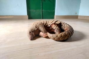 Two wildlife smugglers held with live pangolin in Odisha