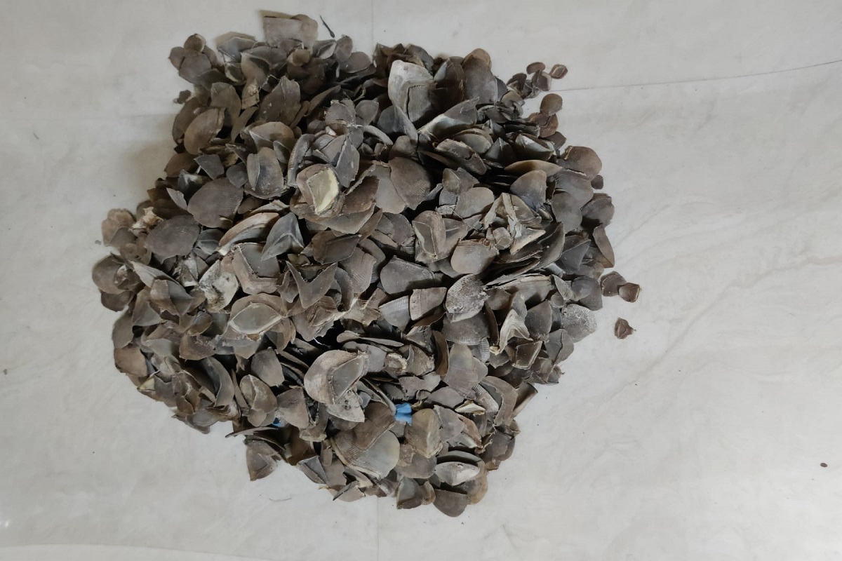 Odisha: Pangolin scales seized, one held