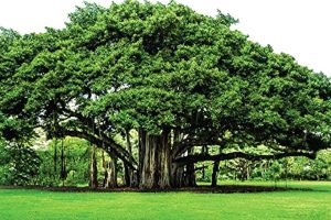 Local body banks on banyan trees for oxugen