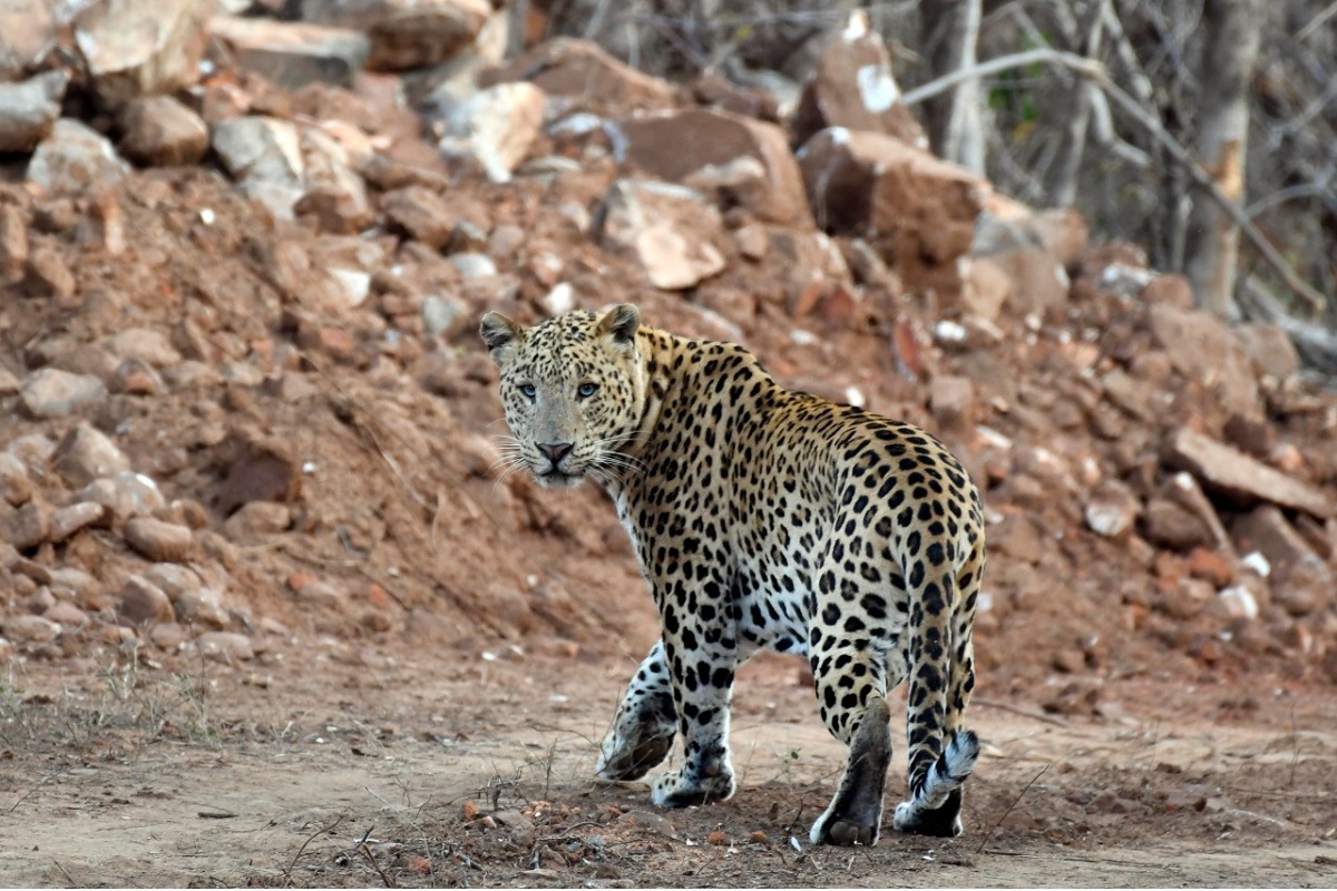 Short battery life of drones hamper leopard search operation