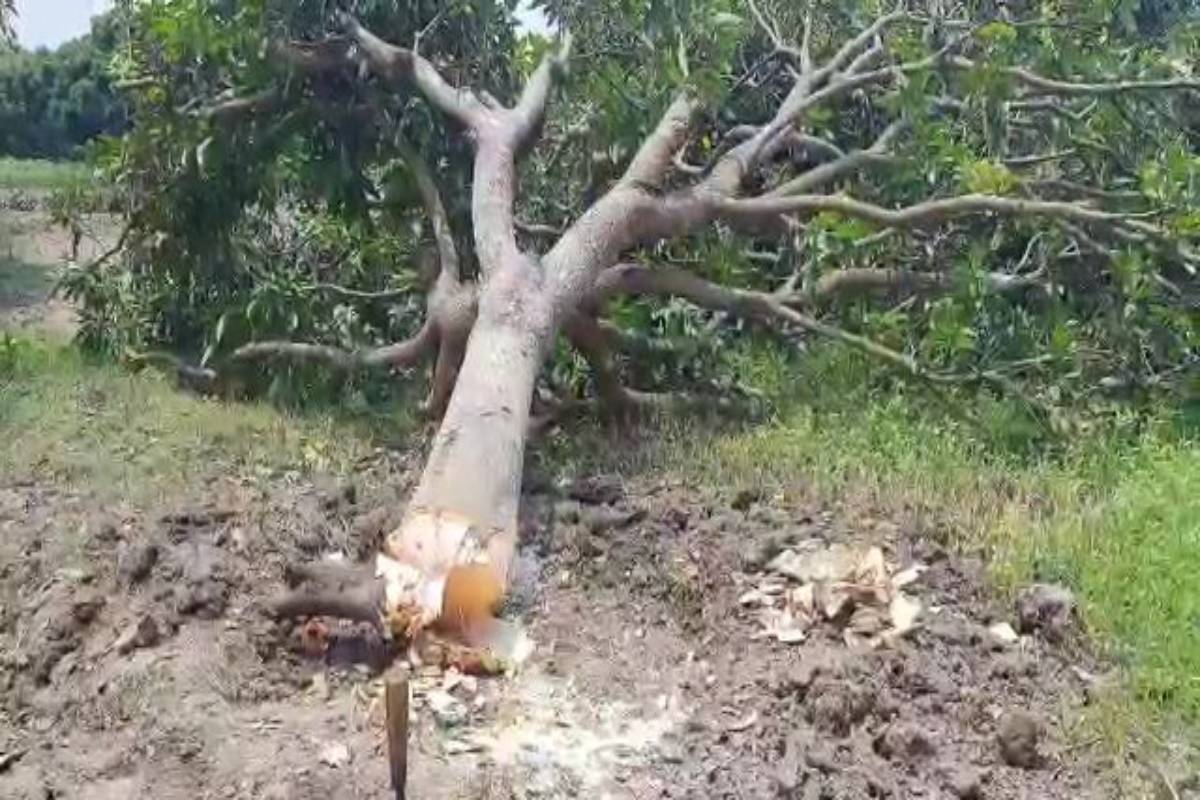 Malda rampant mango tree felling raises concerns - The Statesman