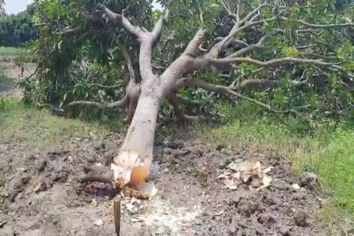 Malda rampant mango tree felling raises concerns