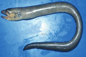 ZSI scientists find a new eel species from Midnapore