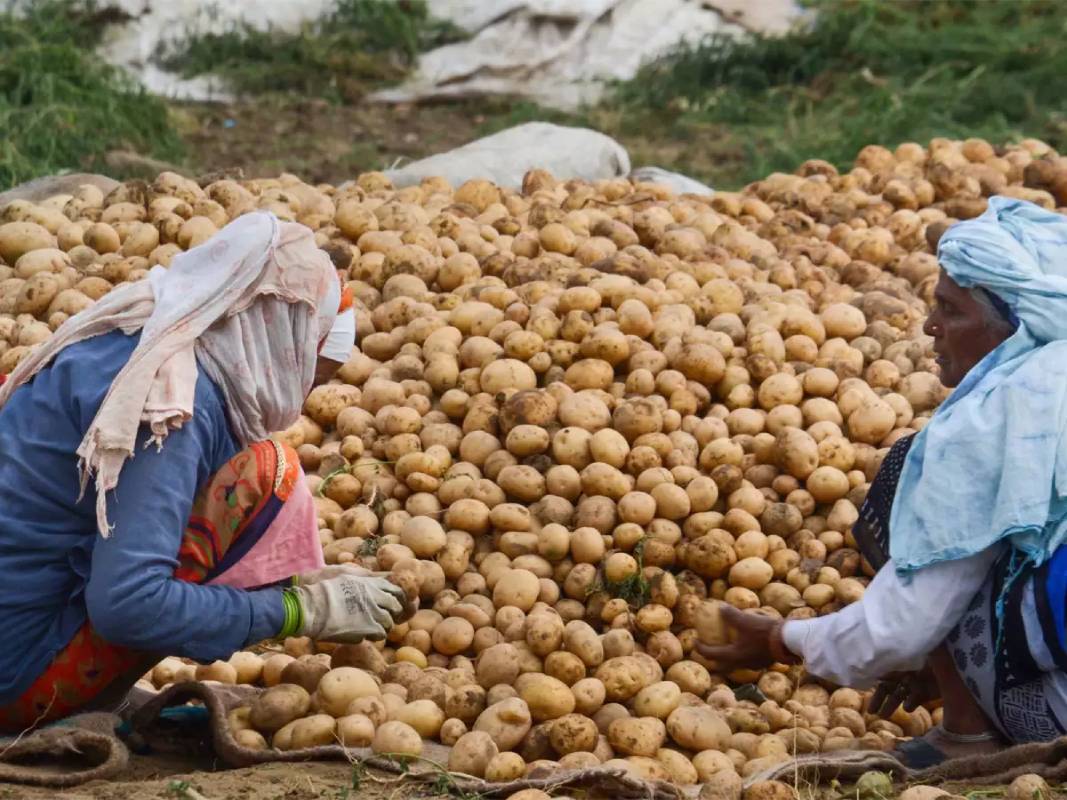 Shortfall in potato yield due to bad weather