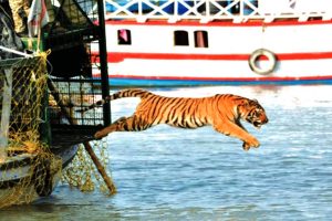 Male tigers from B’desh hunt for mates in Sundarbans