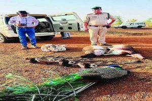 Two poachers killed in Madhya Pradesh