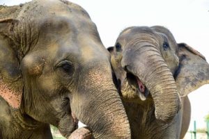 Man-animal conflict: Elephants trample farmer to death in Andhra
