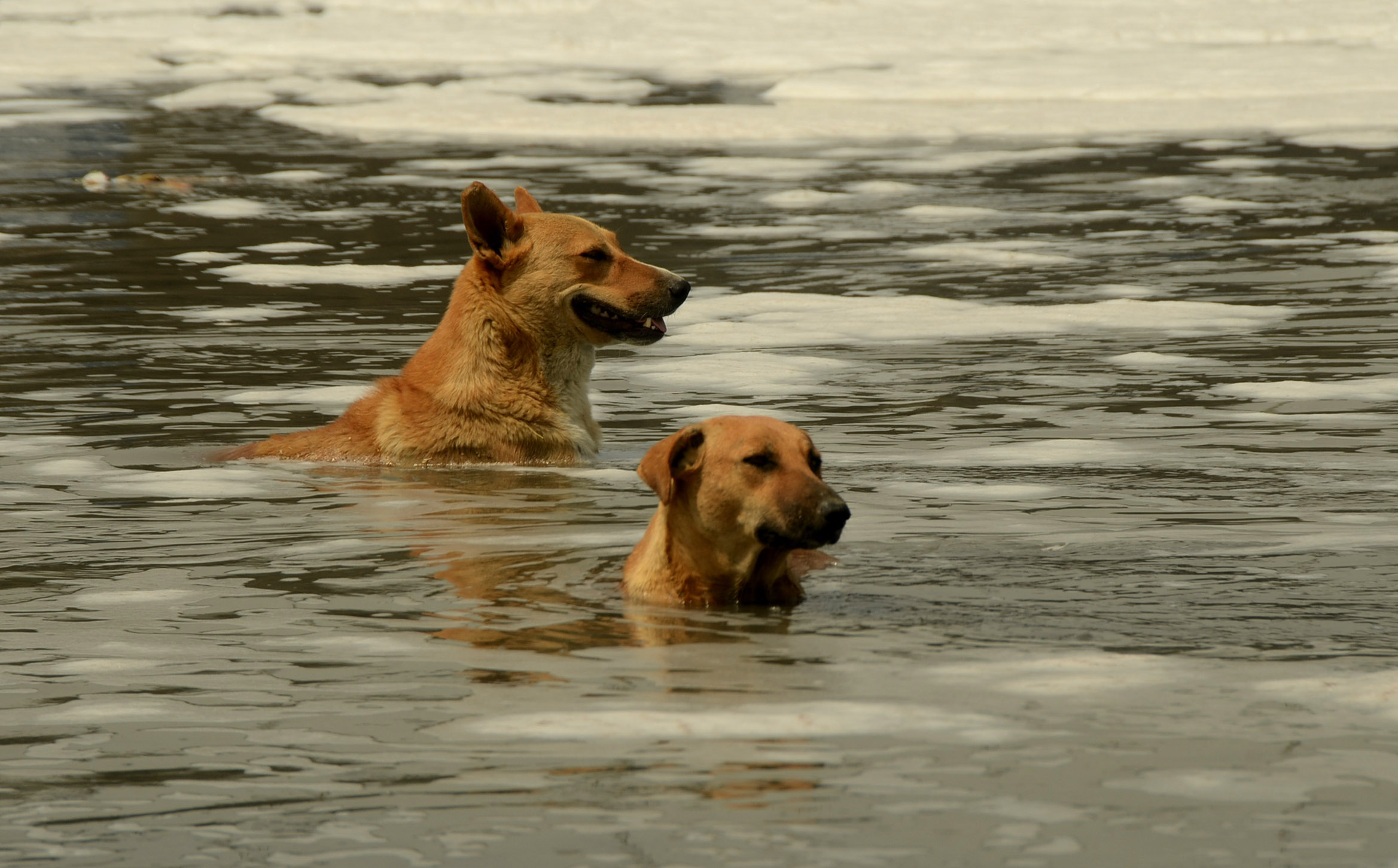 Yamuna River is a swimming pool for respite from heat for the dogs