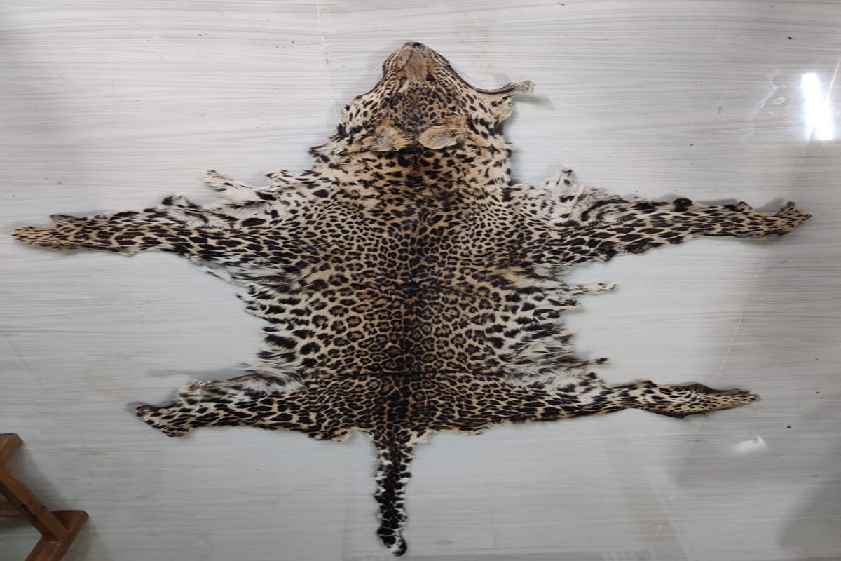 Odisha STF arrests wildlife criminal with leopard skin