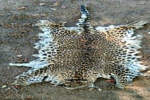 Leopard poaching goes unabated in Odisha