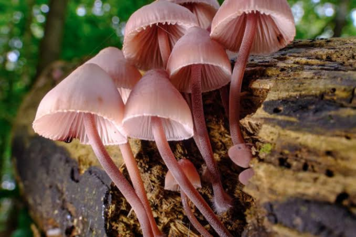 Conservation of fungi