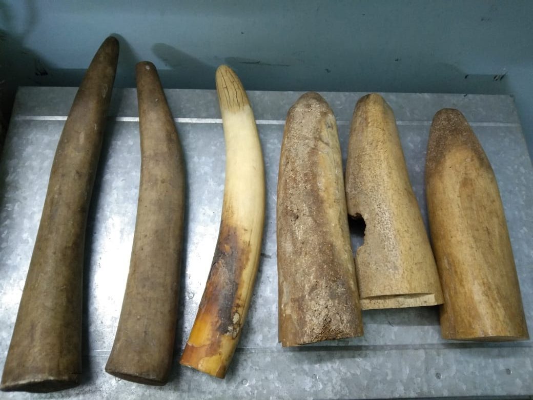 Odisha STF seizes six elephant tusks, one person arrested