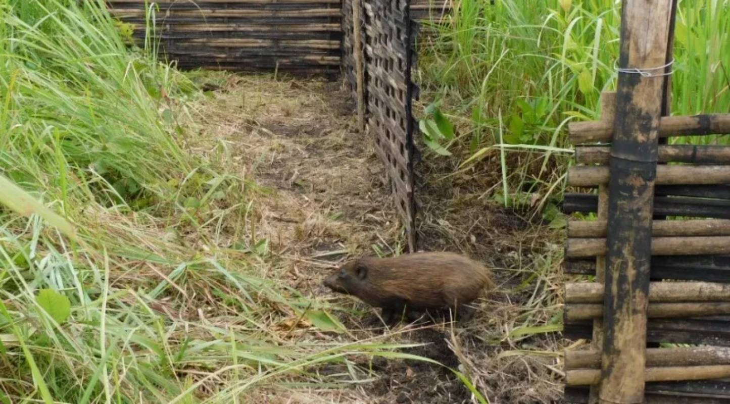 10 more rare pygmy hogs released in Assam’s Manas National Park