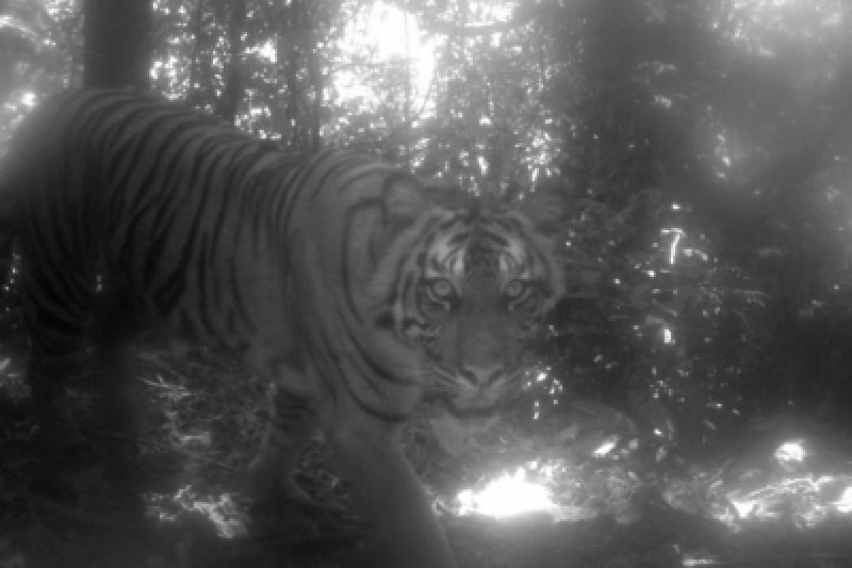 Tiger kills farmer in Katarniaghat sanctuary