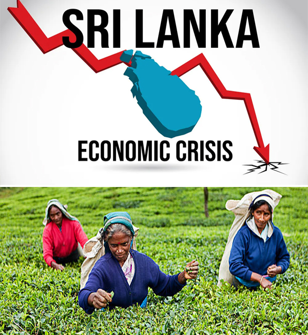 Severe economic crises in Sri Lanka have critically impacted its premier tea industry which is struggling to meet its export targets.