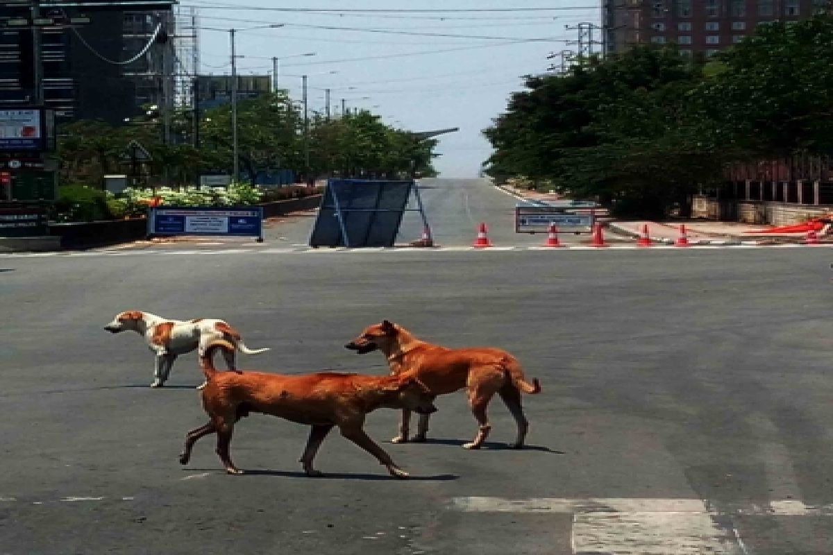 Stray dogs killing: Suspected minor of Jamia Nagar identified