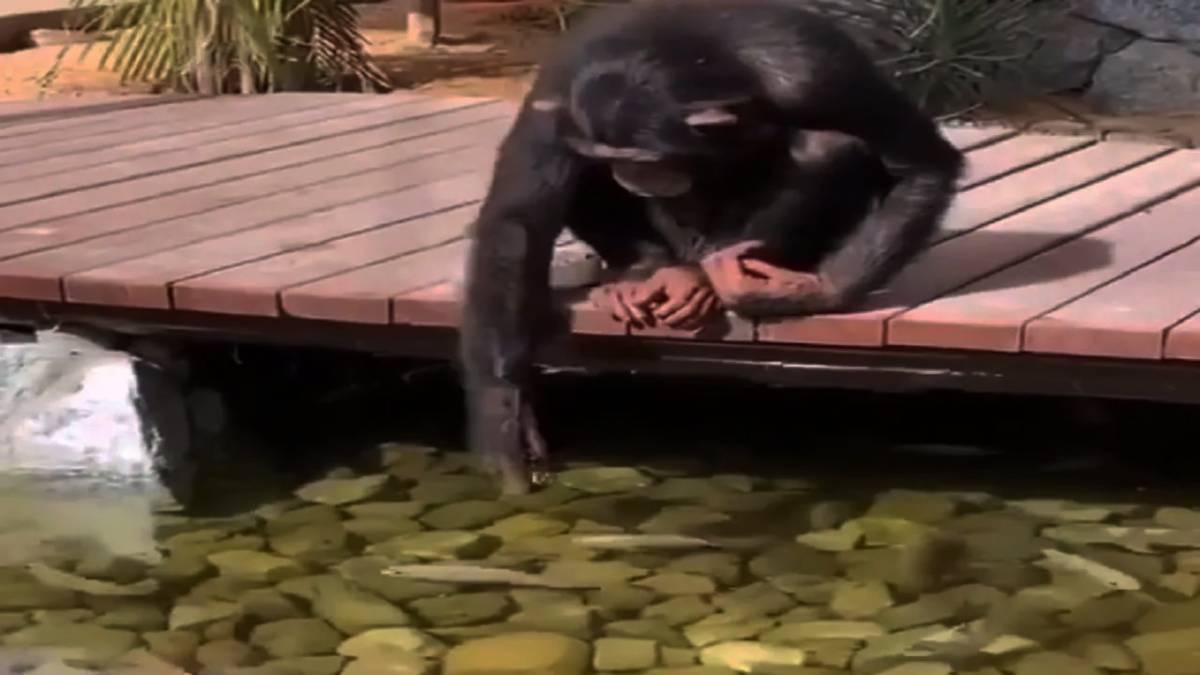 Video of a Chimpanzee, feeding fishes at a parks, going viral