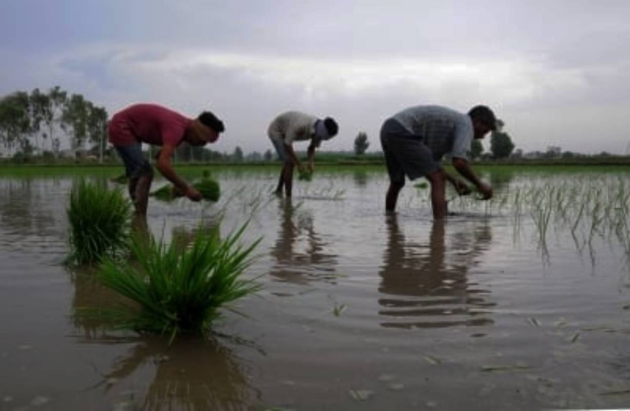 Rain damage crops in Rajasthan’s Alwar, farmers demand compensation from govt