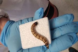 Superworms that love to eat plastic can revolutionise recycling