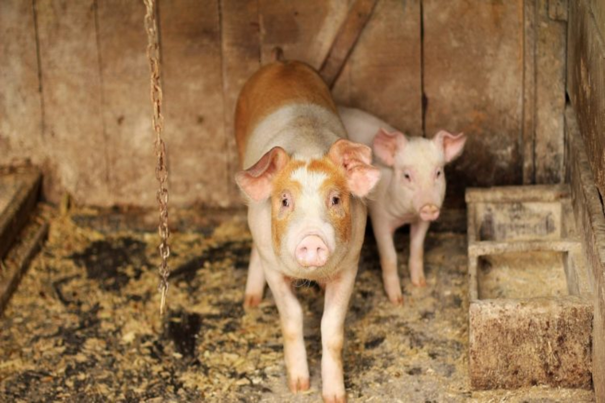 African swine flu: Culling of pigs commences in Kerala’s Wayanad
