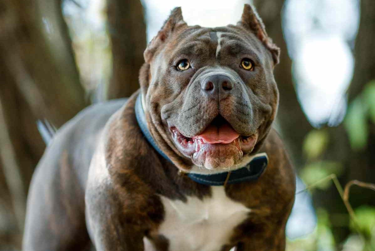 Dangers of aggressive dog breeds and threat of not training them well