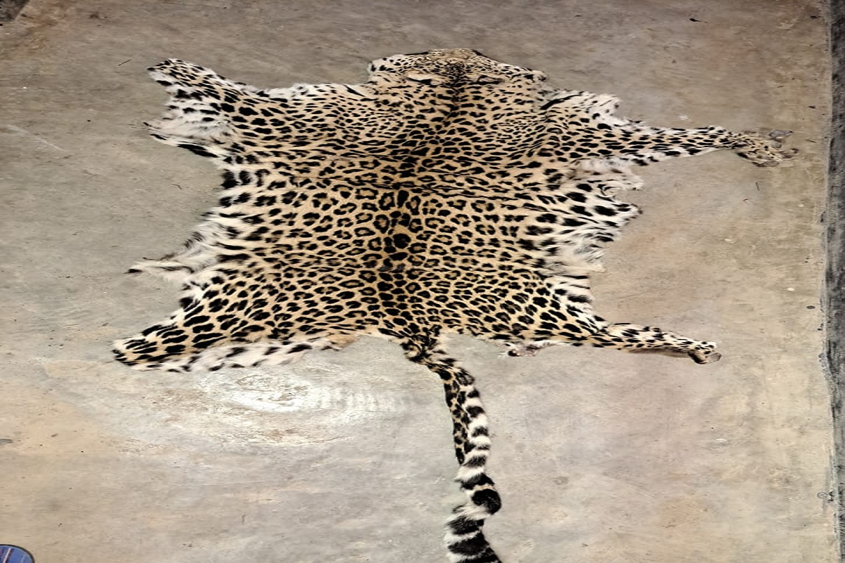 Odisha STF seizes leopard skin, arrests wildlife criminal
