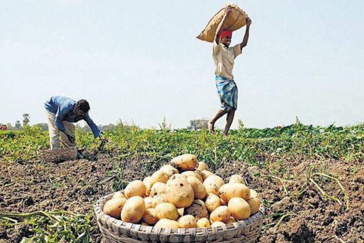 Potato prices in city shoot up abruptly