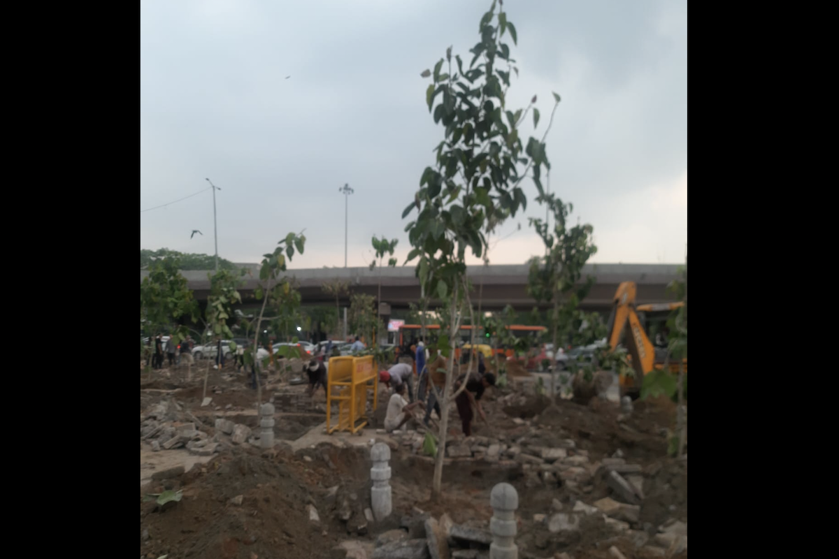Old tree falling, will the new saplings survive to cover up the loss?