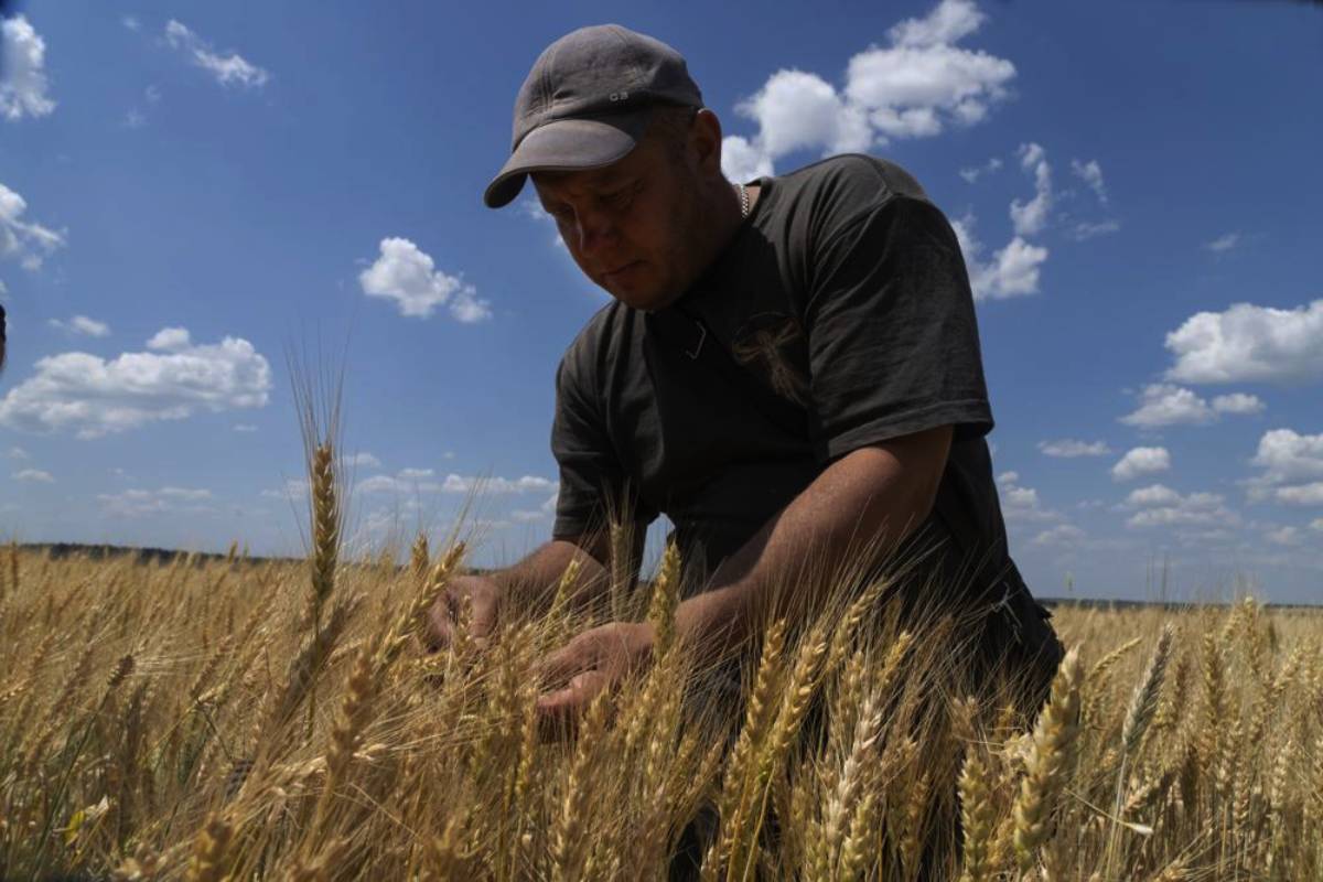 Anxiety grows for Ukraine’s grain farmers as harvest begins