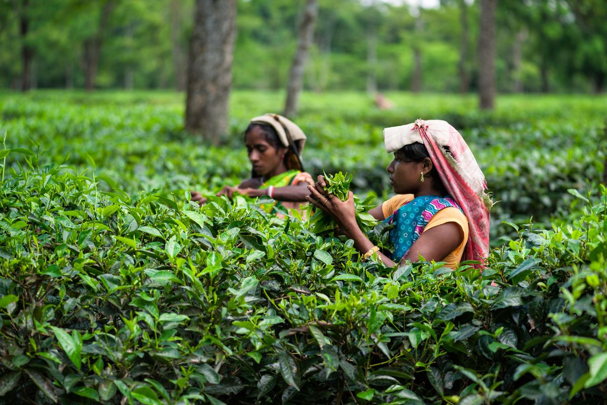TMC to set up 14-day camp in tea plantations