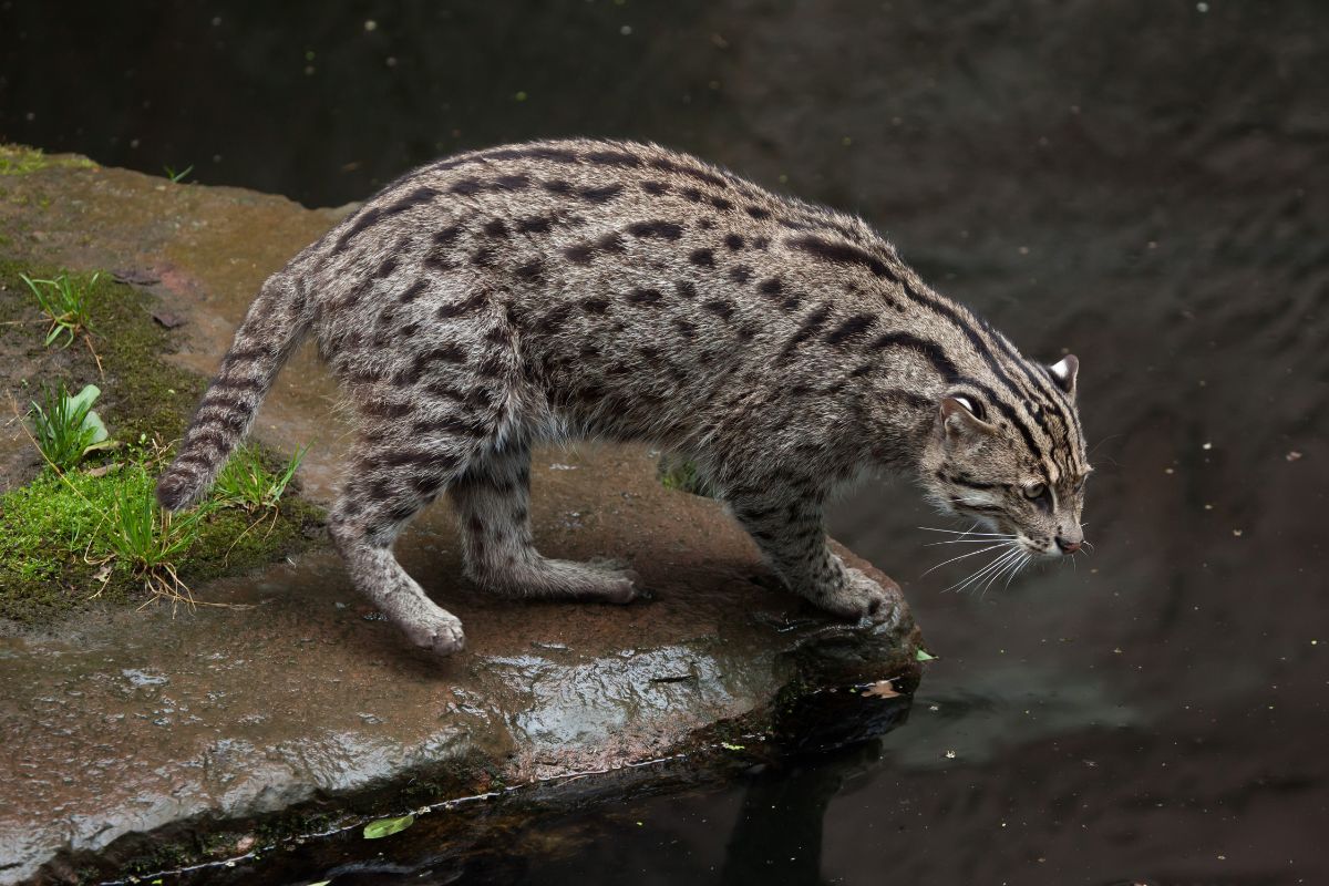 Breeding plans for fishing cats in Siliguri park