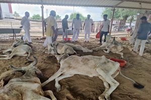1100 cows perish due to Lumpy Skin Disease in Rajasthan; Centre & State veterinary teams come on toes