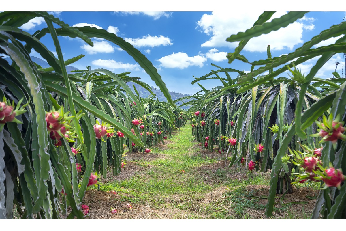 Haryana to promote Dragon Fruit cultivation